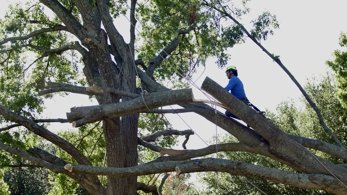 Professional Crown Thinning performed by certified arborists in Reddick